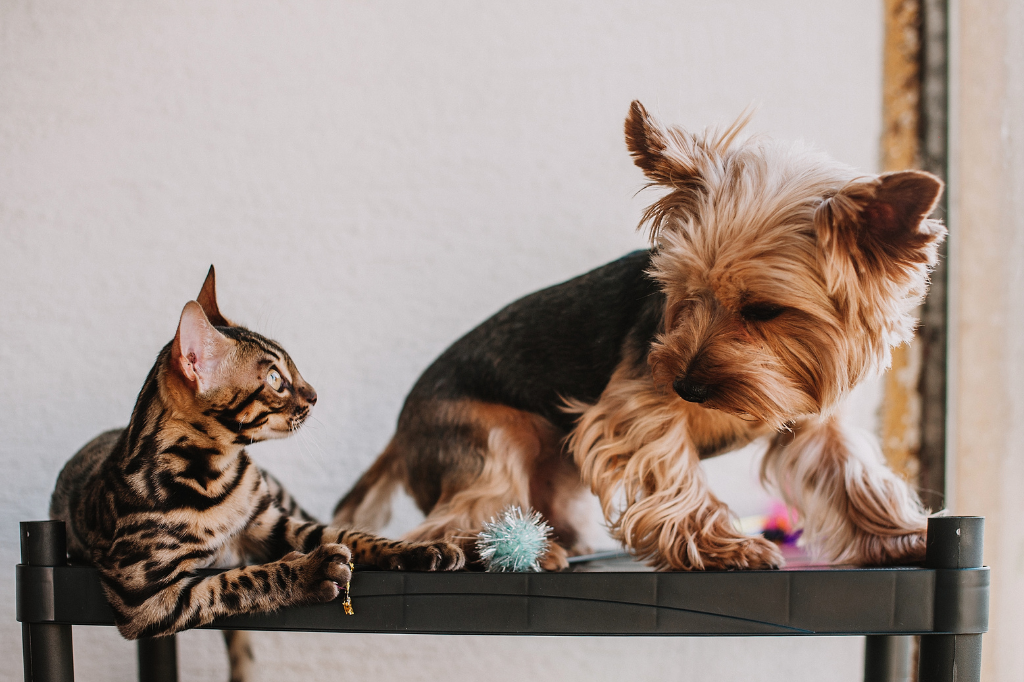 Pet-Friendly Developments in the Westshore 